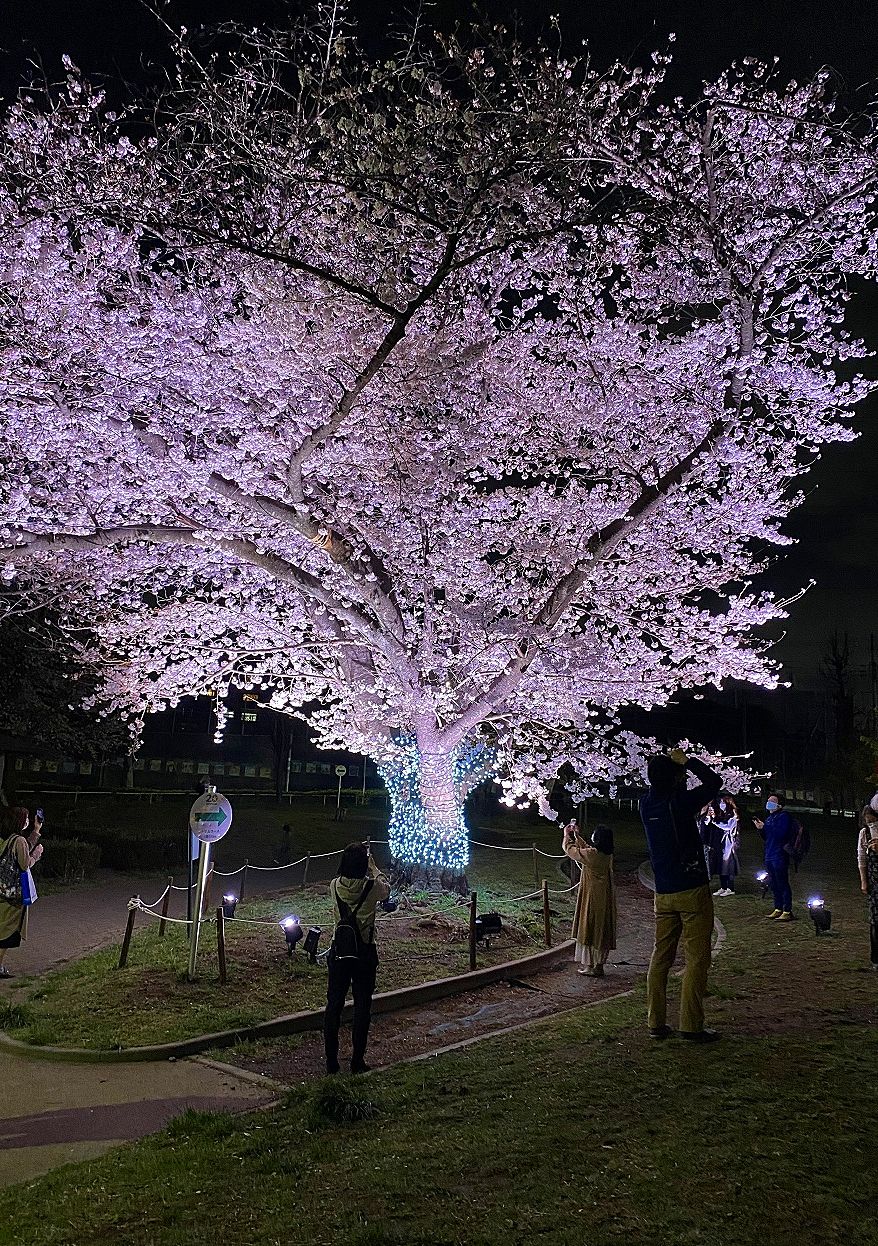 2022年本年から美しが丘公園で桜をライトアップしています。