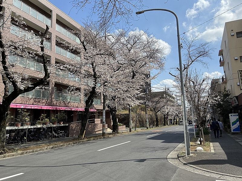2023年／たまプラーザの桜・美しが丘の桜