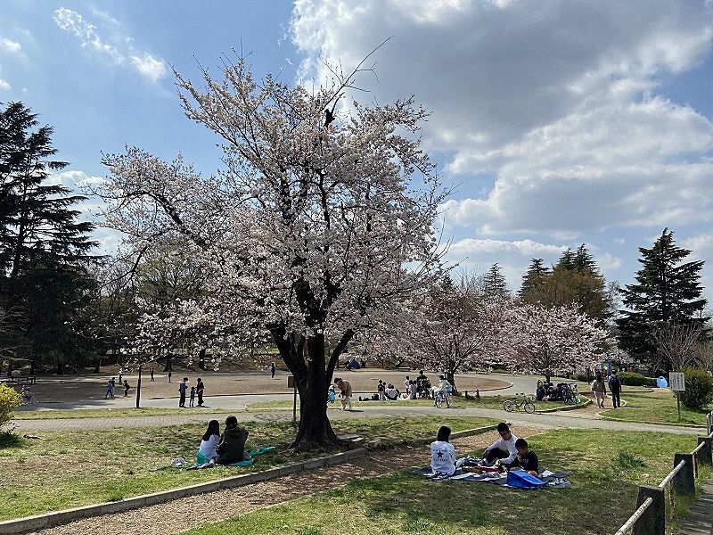 2023年／たまプラーザの桜・美しが丘の桜