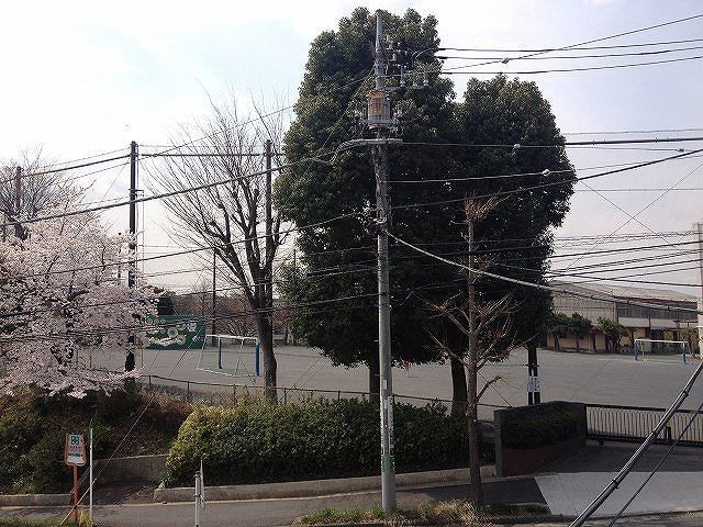 横浜市青葉区の美しが丘小学校の桜 