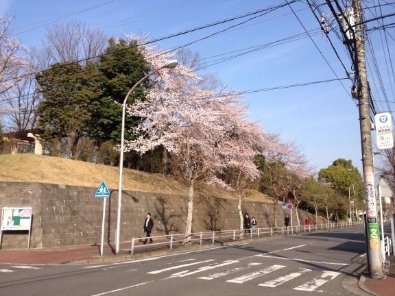 2013年4月1日(月)今朝の山内公園の桜です。今朝は、良いお天気です、が、富士山は見えなかったです。霞んでるようです。(この記事のブログ№189)