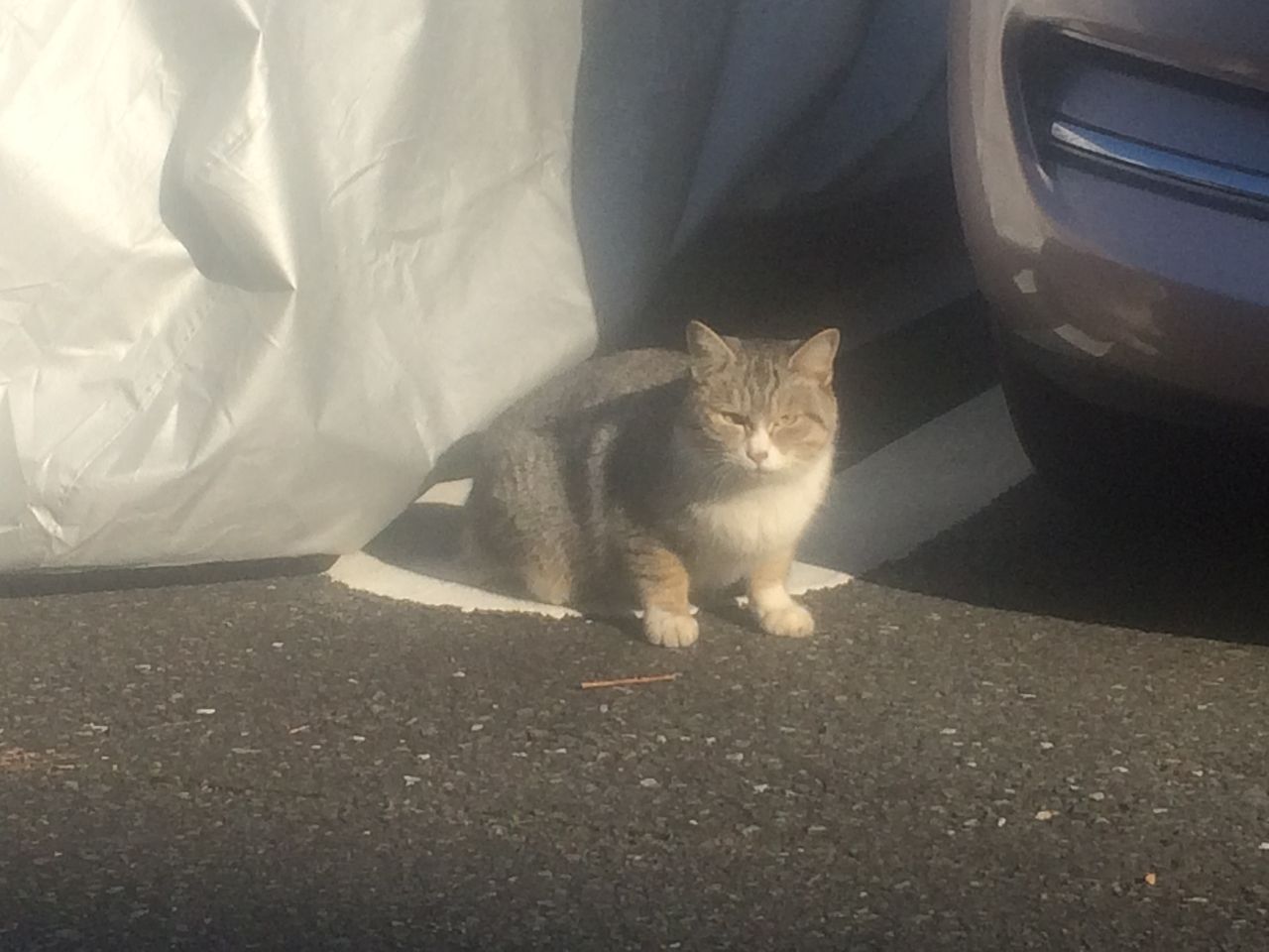 たまプラーザ団地で見かけた猫