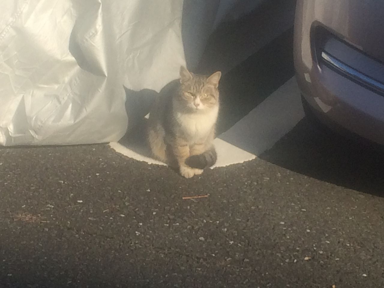 駐車場で見かけた猫