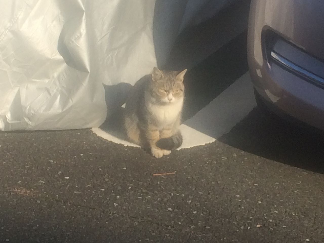 駐車場で見かけた猫