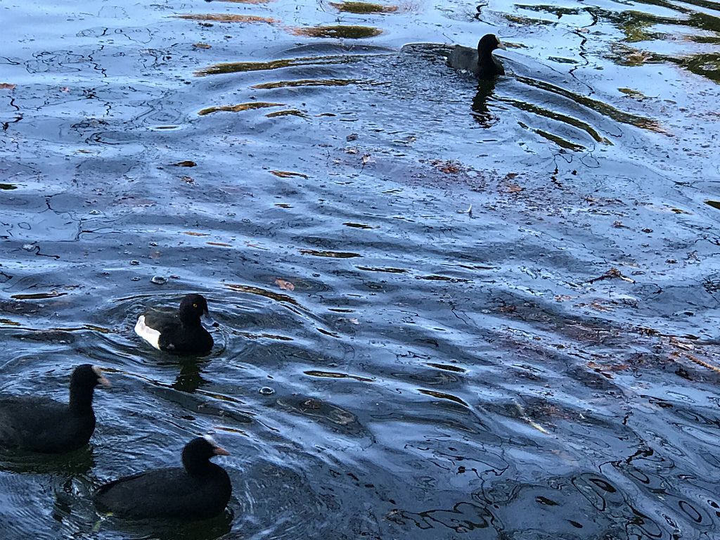 石神井公園の三宝池の人懐っこい水鳥