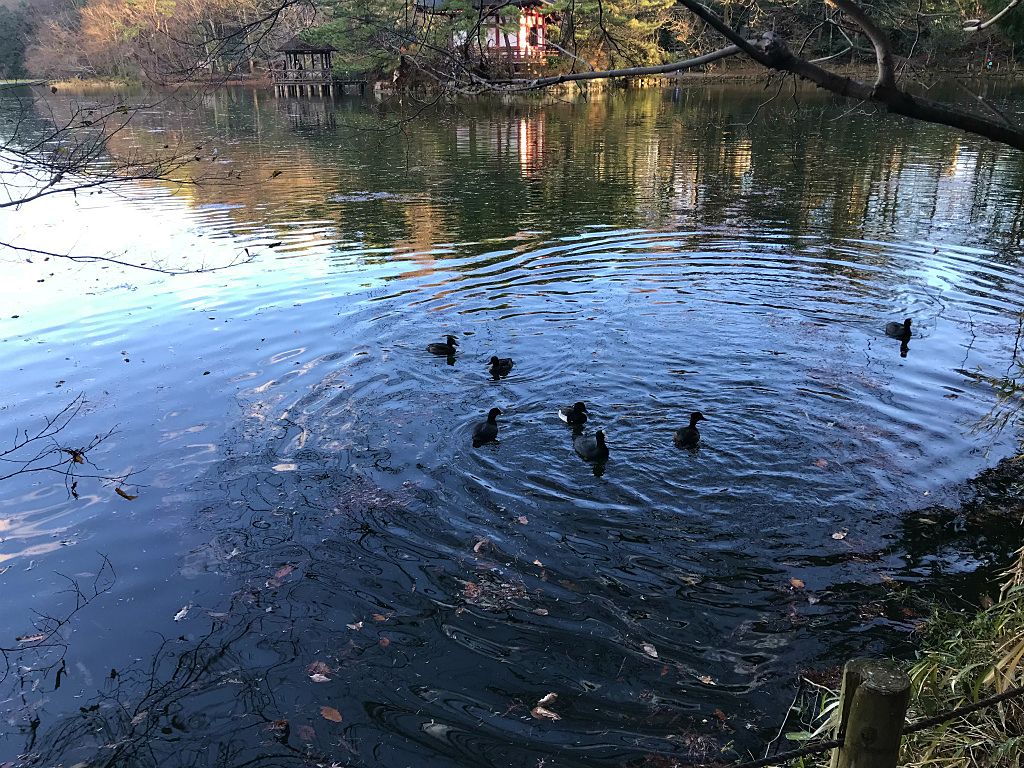 石神井公園の三宝池のエサを求めて近寄る水鳥