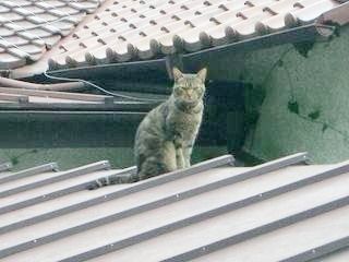 屋根に猫がいました。