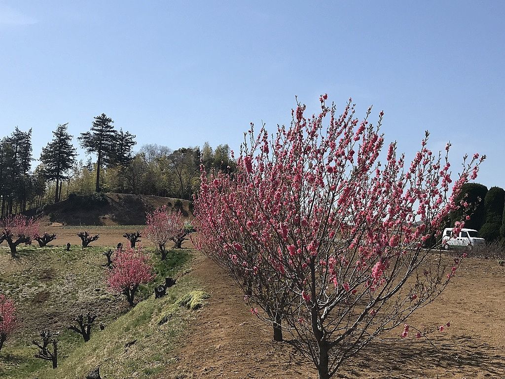 元石川町の花桃の丘
