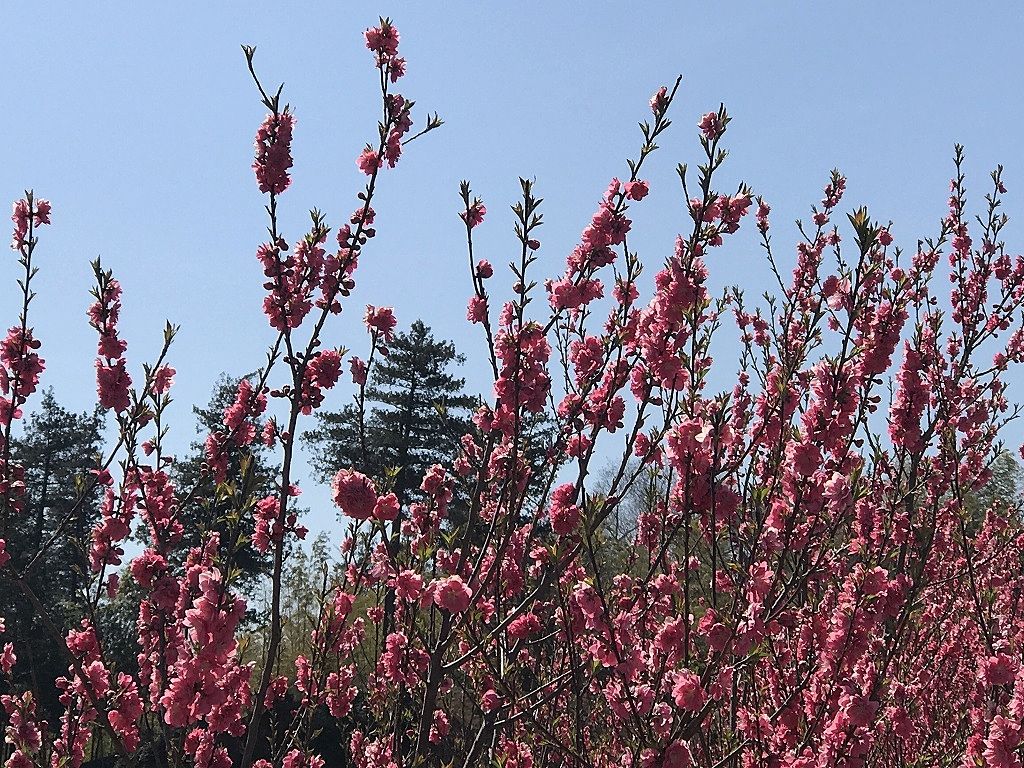 元石川町の花桃の丘の花