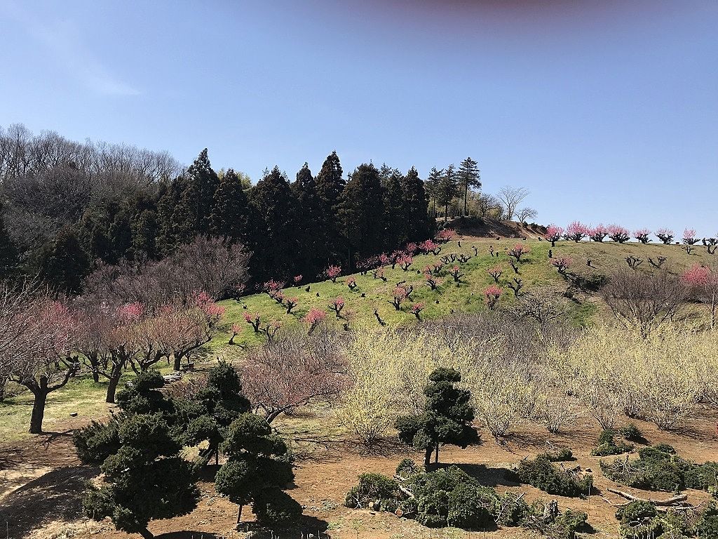 元石川町の花桃の丘