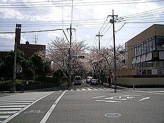 桜通りです。 桜並木がずっと続きます。