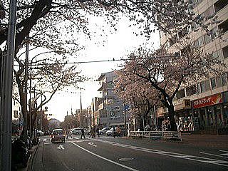 ●2007年／たまプラーザの桜
