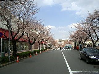 たまプラーザ駅前の桜　美しが丘1丁目にて。