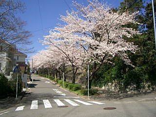 美しが丘中学校門前の桜