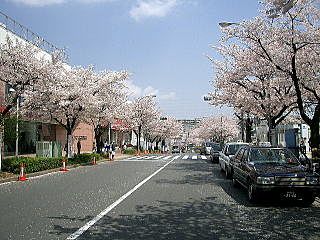 2009年のたまプラーザ駅前の桜