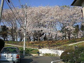 2009年のたまプラーザ・美しが丘第８公園の桜。美しが丘４丁目にて。