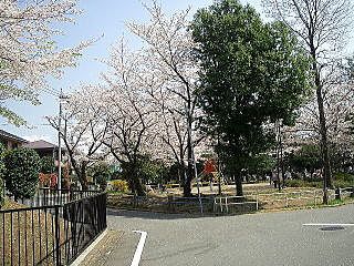  2009年のたまプラーザ・新石川日向公園内の桜