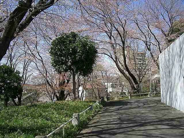 たまプラーザの美しが丘第７公園 （美しが丘4-42 ）桜の様子です。