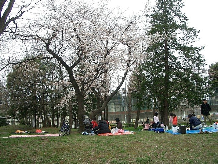 美しが丘公園の桜