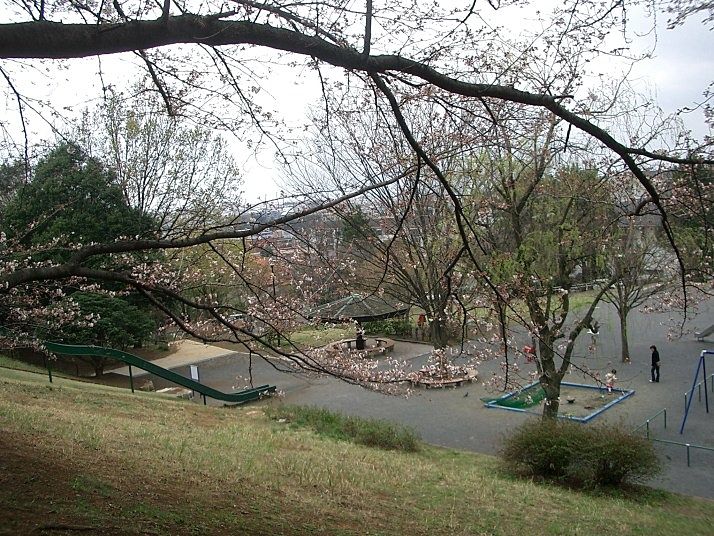 たまプラーザの新石川公園・新石川2-25 （たまプラーザ駅　南口方面） 桜の様子です。