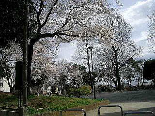 美しが丘第八公園の桜