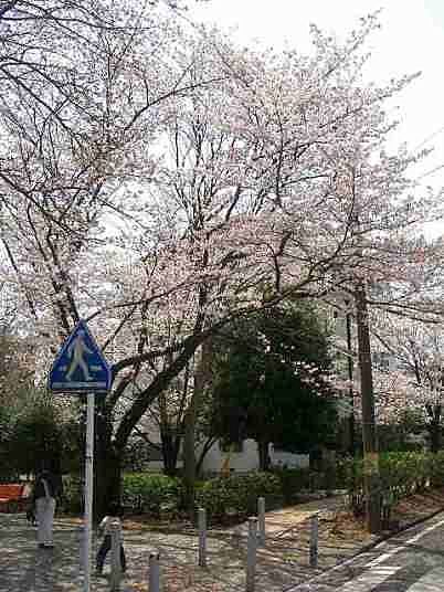 たまプラーザ団地の桜