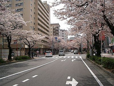 たまプラーザ駅前の桜