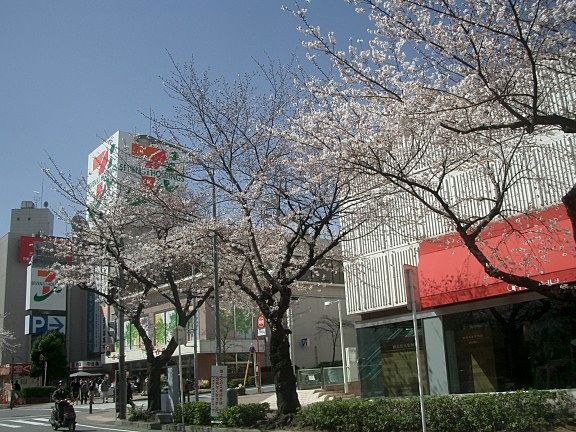 たまプラーザ駅前の桜