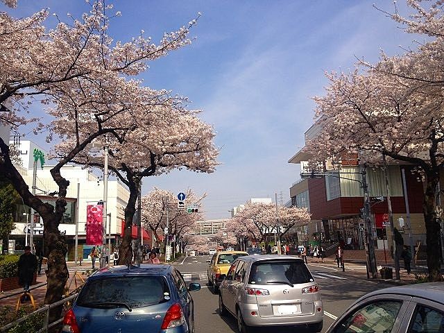 2014年たまプラーザ駅前の桜の様子です。