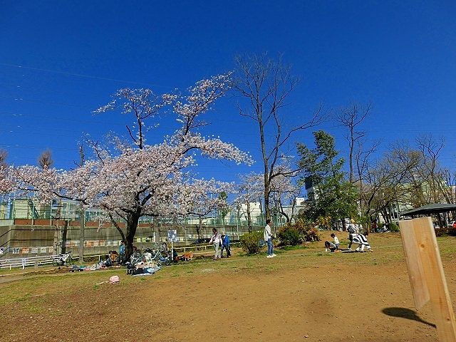 美しが丘公園の桜