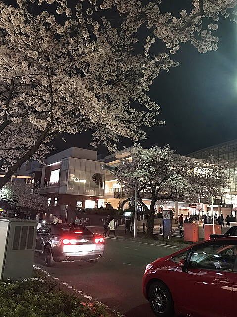 たまプラーザ駅前の夜桜