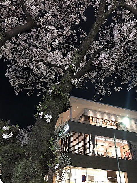 たまプラーザ駅前の夜桜