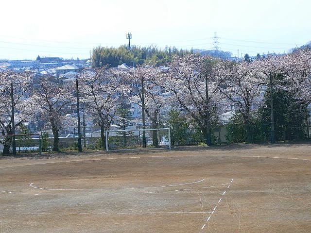 山内中学の桜