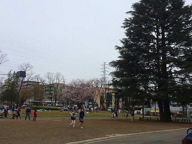 2016年たまプラーザの桜まつり（たまプラーザ桜フェスティバル）