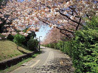 たまプラーザ団地の遊歩道の八重桜です。