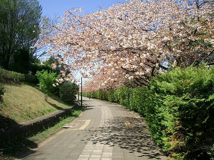 2009年4月15日(水)　たまプラーザ団地の遊歩道の八重桜です。