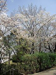 2009年たまプラーザ団地の桜の様子です。