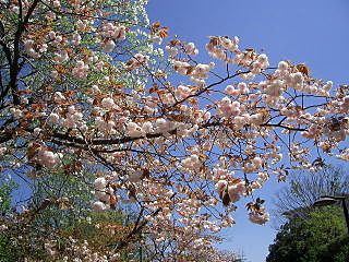 たまプラーザ団地の桜の記録日と場所は、2009年4月15日(水)　遊歩道の八重桜です。