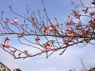 たまプラーザ団地の桜です。今日の桜はこんな感じです。散っちゃたな・・。でも、たまプラーザ団地の八重桜が咲き始ました。