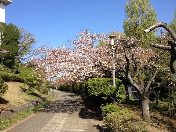 たまプラーザ団地の桜。そろそろ桜のシーズンも終わりです。最後に八重桜が咲いています。じゃぶじゃぶプールの少し先あたりです。