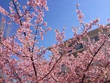 2014年／たまプラーザ団地の桜の様子です。たまプラーザ団地内は咲きそろっています！記録日と場所は、2014年4月2日(水)「たまプラーザ団地2街区の桜」「たまプラーザ団地2街区・3街区の桜」「たまプラーザ団地3街区の桜」「たまプラーザ団地6街区の桜」「たまプラーザ団地7街区の桜」「たまプラーザ団地から国学院幼稚園方向の桜」2014年4月1日(火)「たまプラーザ団地6-5号棟の桜」2014年3月21日(金)「たまプラーザ団地5号棟周辺の桜」です。