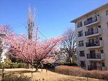 2014年／たまプラーザ団地の桜の様子です。たまプラーザ団地内は咲きそろっています！記録日と場所は、2014年4月2日(水)「たまプラーザ団地2街区の桜」「たまプラーザ団地2街区・3街区の桜」「たまプラーザ団地3街区の桜」「たまプラーザ団地6街区の桜」「たまプラーザ団地7街区の桜」「たまプラーザ団地から国学院幼稚園方向の桜」2014年4月1日(火)「たまプラーザ団地6-5号棟の桜」2014年3月21日(金)「たまプラーザ団地5号棟周辺の桜」です。