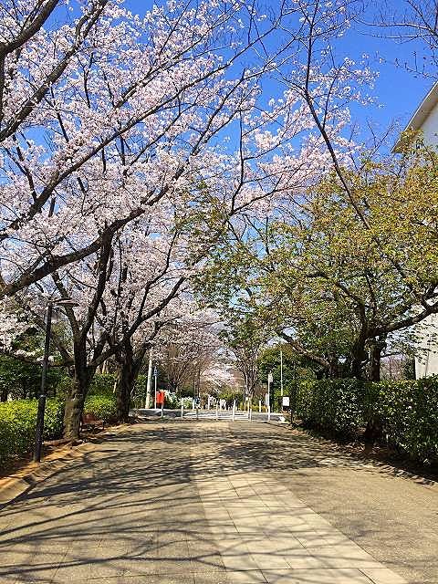2015年／たまプラーザ団地の桜の様子です。晴れた日に恵まれて、きれいな桜が取れました！場所は、「たまプラーザ団地５街区じゃぶじゃぶプール前の桜」「たまプラーザ団地１街区の桜」「たまプラーザ団地敷地内の三角公園付近／1街区の桜」「たまプラーザ団地7街区の桜」この先は、国学院幼稚園・美しが丘小学校があります。「たまプラーザ団地6街区の桜」「たまプラーザ団地集会所の桜」です。