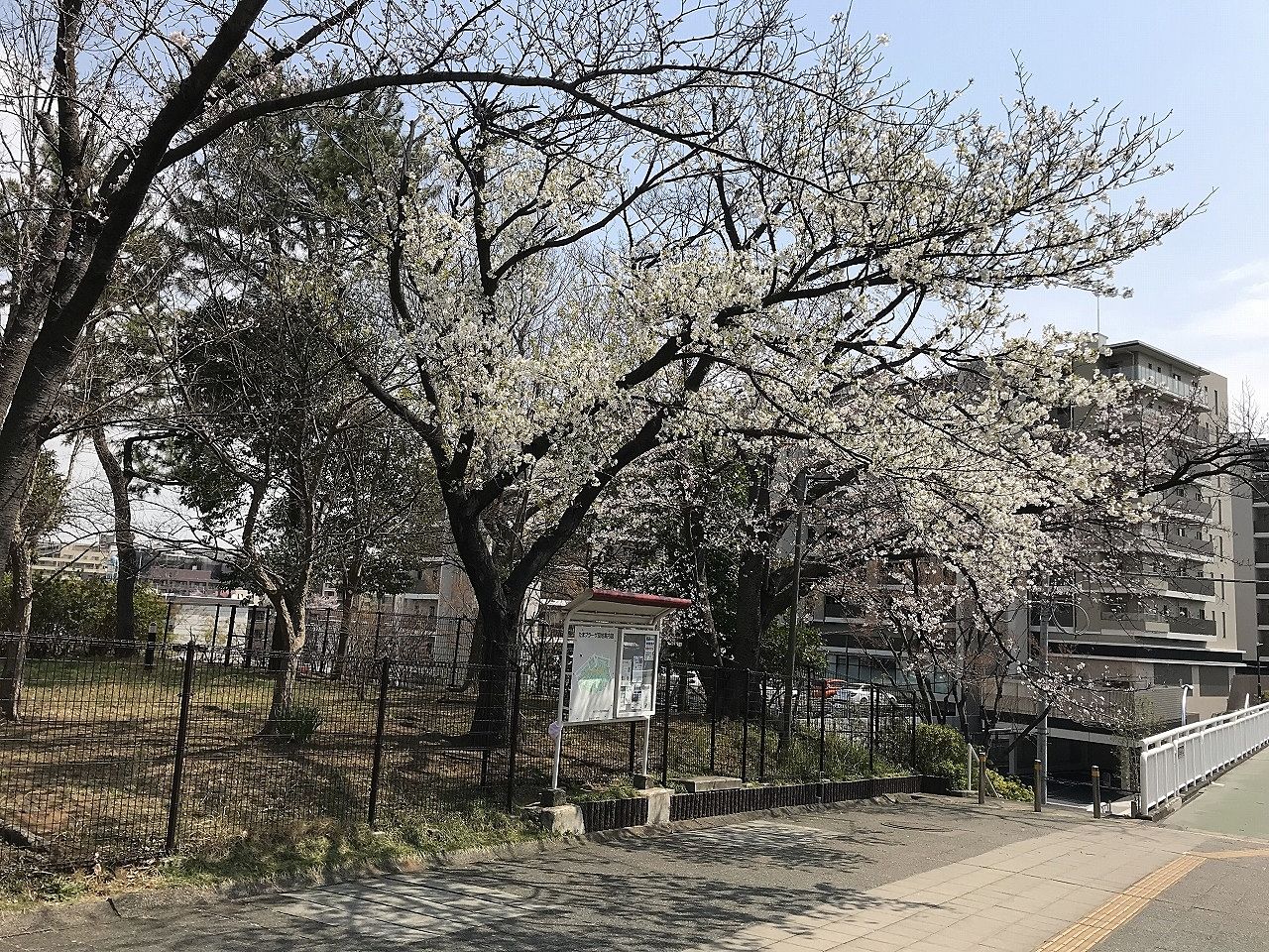 たまプラーザ団地の桜