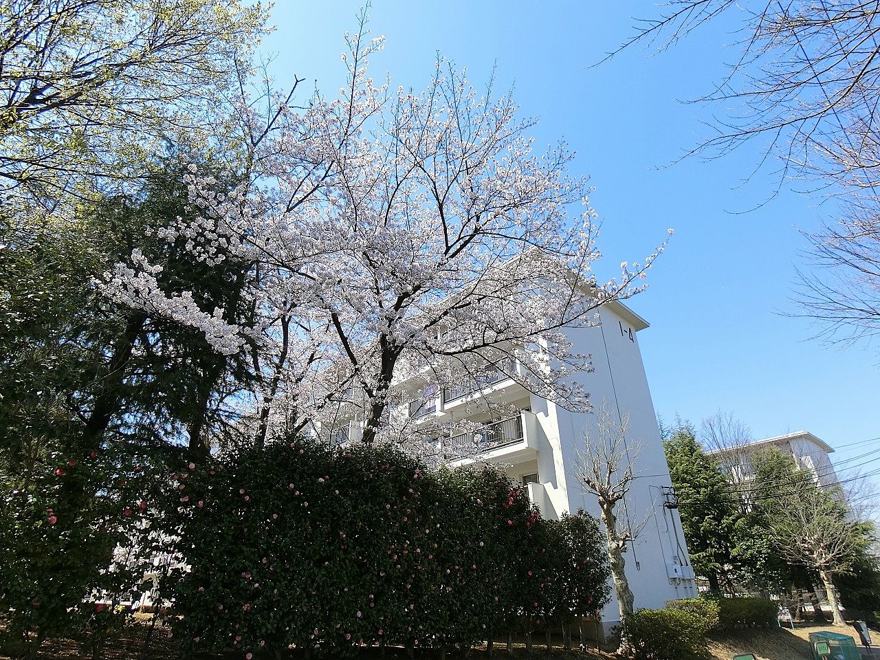 たまプラーザ団地1-4号棟の桜