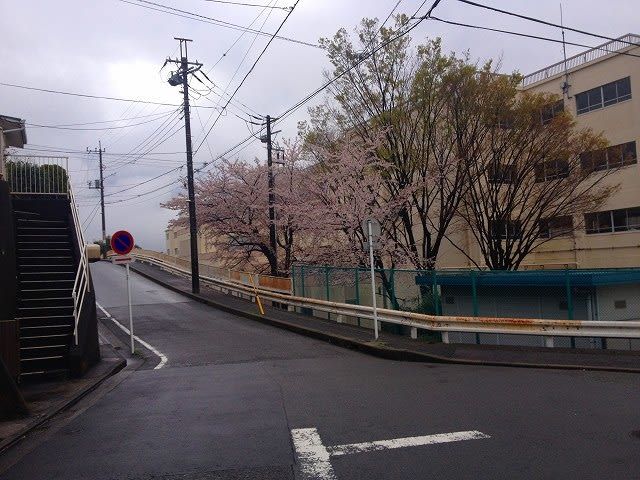 2014年4月4日の元石川小学校の桜の様子です。