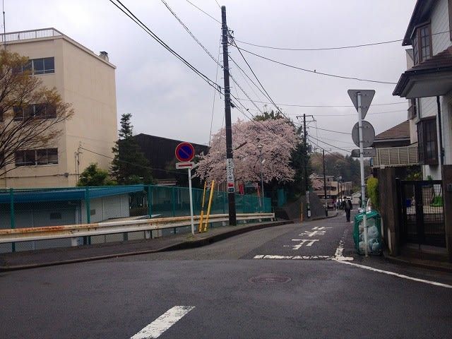 2014年4月4日の元石川小学校の桜の様子です。