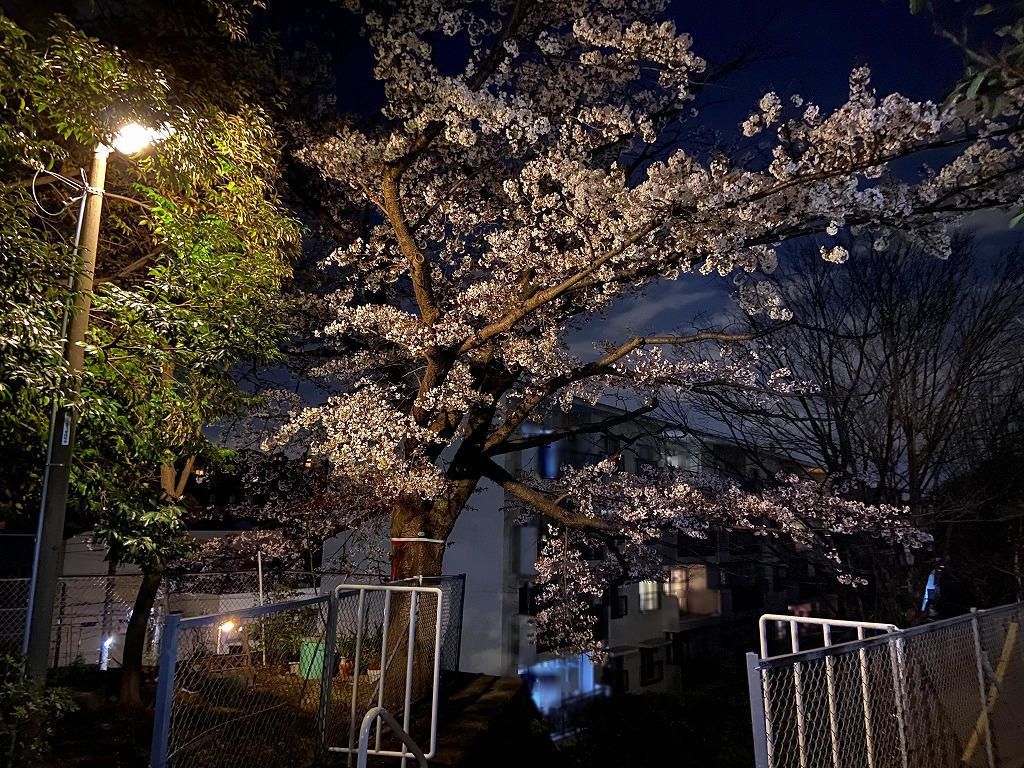 2020年3/23(月)たまプラーザ団地の夜桜