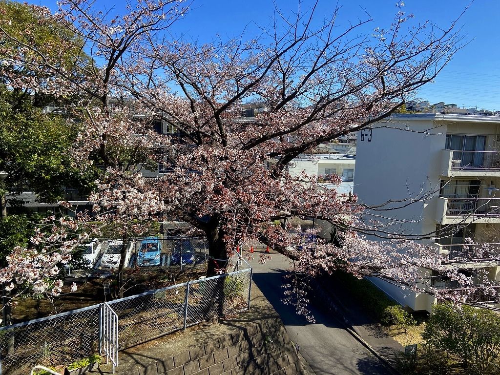 3/20(金)たまプラーザ団地の桜咲き始め