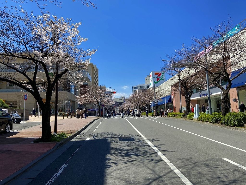 2020年3/24(火)たまプラーザの駅前通りの桜の様子です。